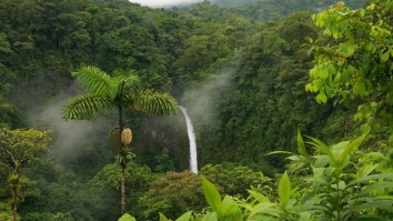 Foresta-tropicale